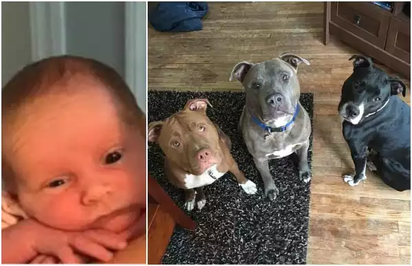 Dog kills 3-week-old baby who was left alone for just 5 minutes